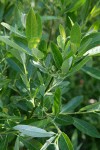 Willow foliage