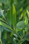 Willow foliage detail