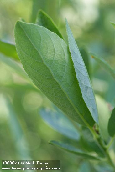 Salix sp.