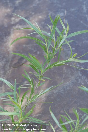 Salix exigua