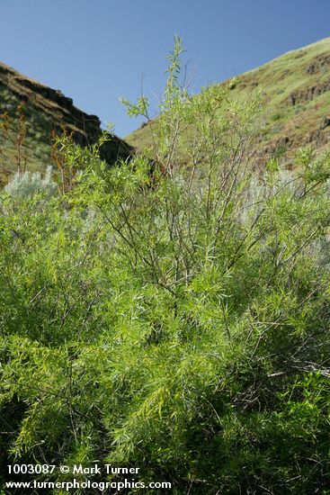 Salix exigua