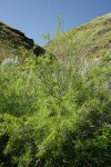 Coyote (Narrowleaf) Willow