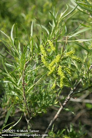 Salix exigua