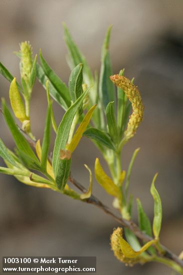 Salix exigua