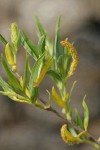 Coyote (Narrowleaf) Willow foliage & male aments