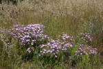 Sticky Phlox among grasses