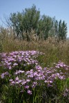 Sticky Phlox among grasses w/ Big Sagebrush soft bkgnd