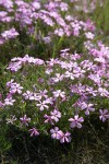 Sticky Phlox