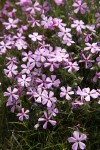 Sticky Phlox