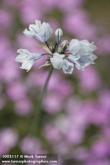 Triteleia grandiflora var. howellii