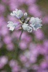 Bicolor Triteleia blossoms w/ Sticky Phlox very soft bkgnd