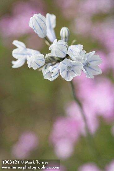 Triteleia grandiflora var. howellii