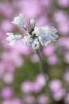 Bicolor Triteleia blossoms w/ Sticky Phlox very soft bkgnd