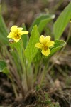 Prairie Violet