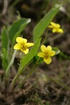 Prairie Violet