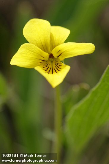 Viola praemorsa