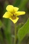 Prairie Violet blossom