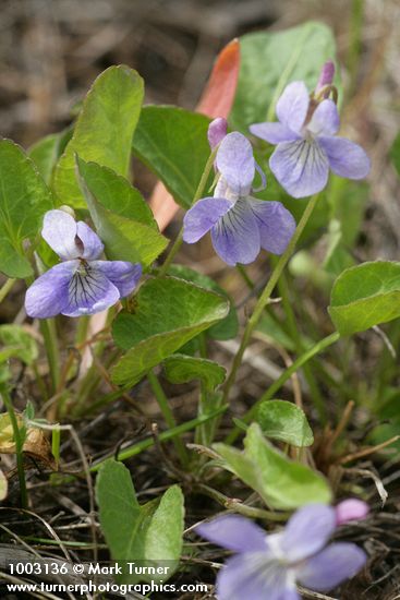 Viola adunca