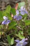 Early Blue Violets