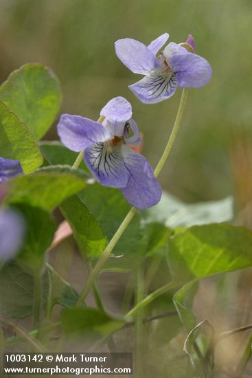 Viola adunca