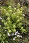 Yellowhair Paintbrush w/ Sticky Phlox