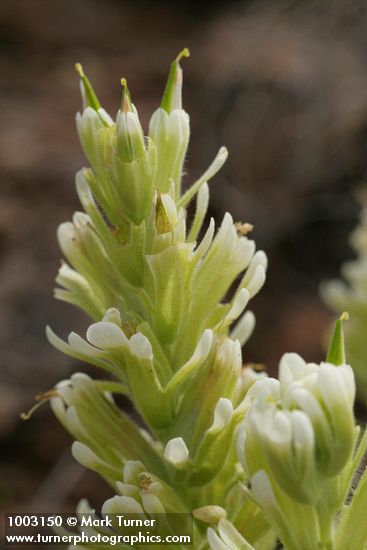 Castilleja xanthotricha