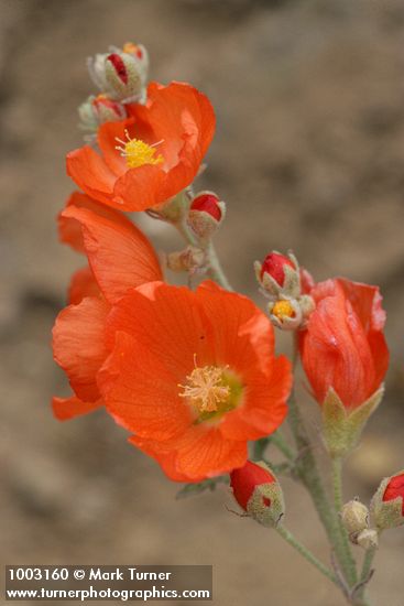 Sphaeralcea munroana