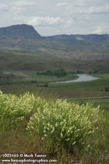 Astragalus filipes