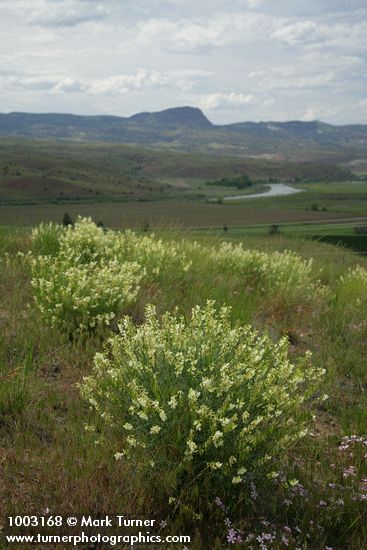 Astragalus filipes