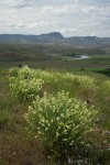 Thread-leaved Locoweed w/ John Day River valley bkgnd
