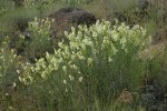 Thread-leaved Locoweed