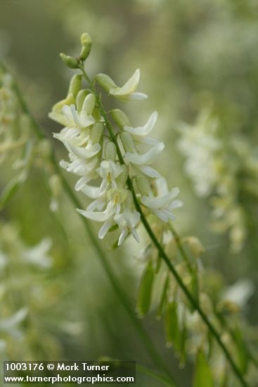 Astragalus filipes