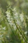Thread-leaved Locoweed blossoms