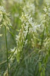 Thread-leaved Locoweed blossoms