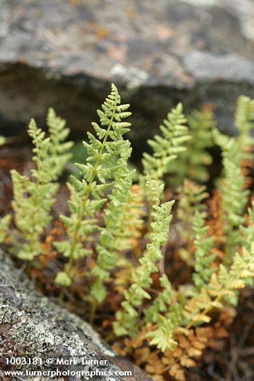 Woodsia oregana