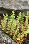 Oregon Cliff Fern