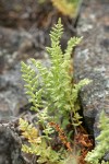 Oregon Cliff Fern