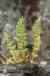 Oregon Cliff Fern