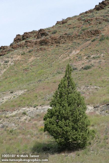 Juniperus occidentalis