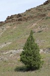 Western Juniper