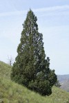 Western Juniper