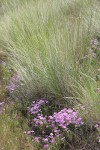 Sticky Phlox w/ Bluebunch Wheatgrass