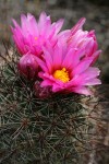 Hedgehog Cactus