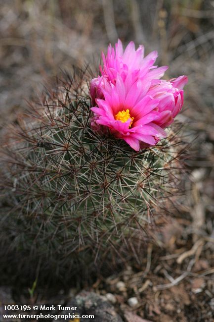 Pediocactus nigrispinus