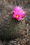 Hedgehog Cactus