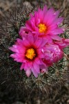 Hedgehog Cactus blossoms