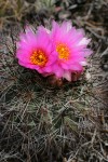 Hedgehog Cactus