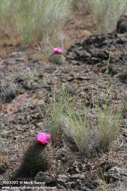 Pediocactus nigrispinus