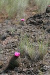 Hedgehog Cactus habitat