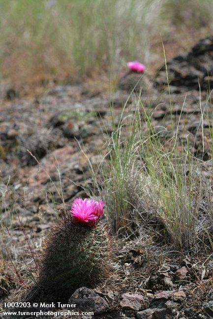 Pediocactus nigrispinus